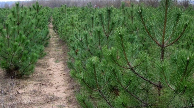 Окупаційна влада Мелітополя почала продаж ялинок за дуже високими цінами