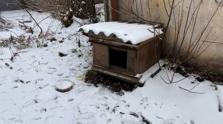 У Жовтих Водах мешканці будинку звинувачують сусіда у вбивстві собаки: відео
