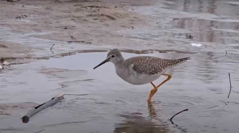 ЄС уже на Черкащині: чи долетить іноземний турист до берегів Золотоношки?