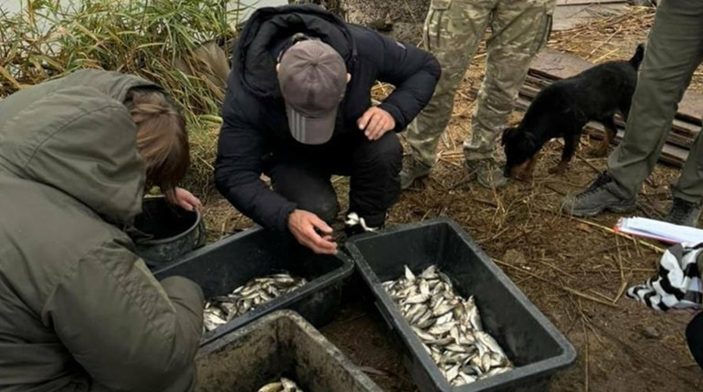 25 тонн риби: озеро Сасик на Одещині зарибили молодим коропом і товстолобом