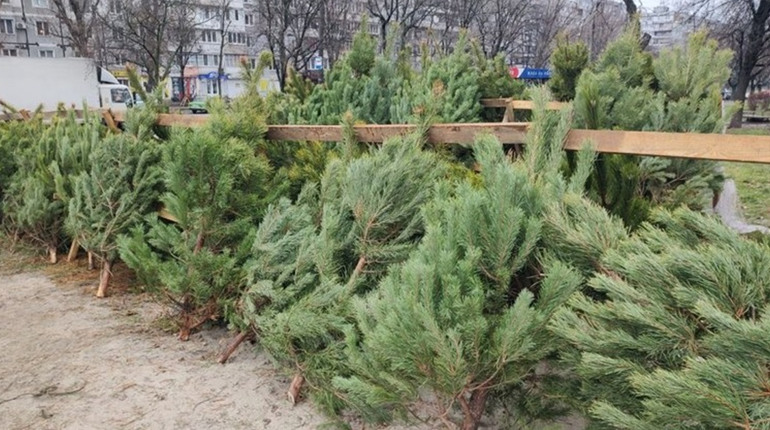 У Запоріжжі працює 42 офіційних ялинкових базари