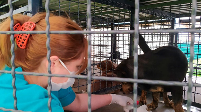 Під час війни собаки скаженіють: історії з Нової Каховки