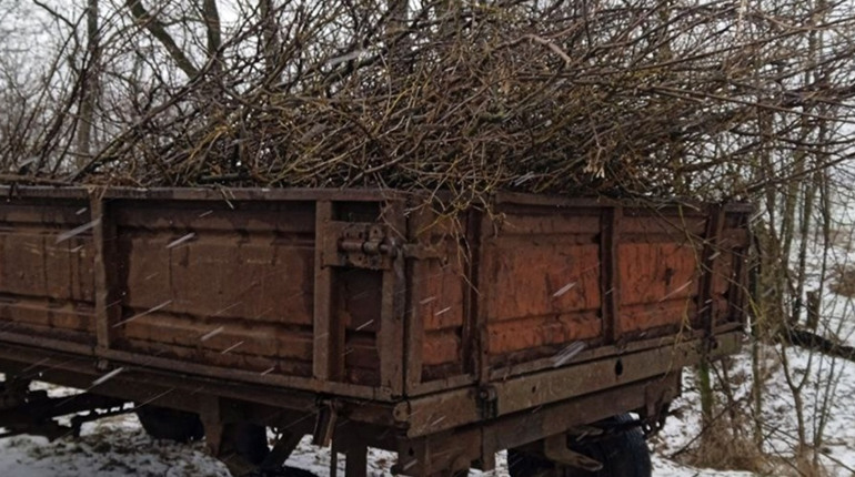 Екоінспекція у запорізькому районі виявили осіб, які спилювали зелені насадження