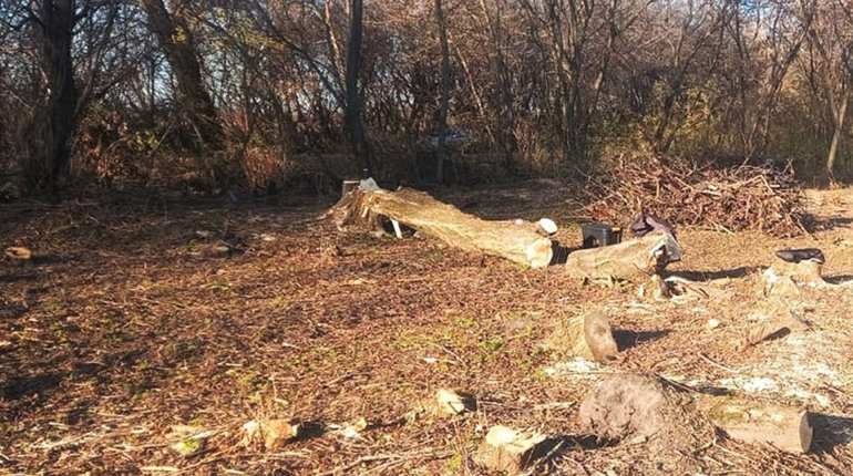 Протягом 2023 року на Полтавщині крадії дерев заподіяли шкоди природі на суму понад 31 млн грн
