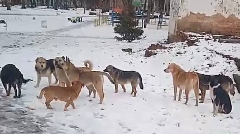 У Фастові планують створити пункт для безпритульних тварин