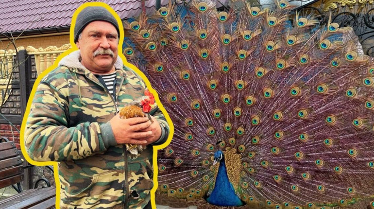 Родина з села Яськи вирощує індійських павичів, фазанів і має свій ставок з золотими рибками