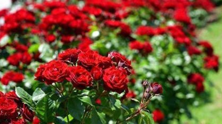 П'ять рослин, які потрібно обов'язково обрізати у березні, щоб вони гарно цвіли