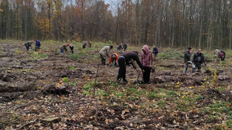 У Лютенській громаді висадять новий ліс