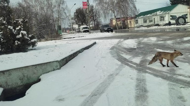 Лисиці у Гадячі: як відсутність кормової бази змушує тварин жити біля людини