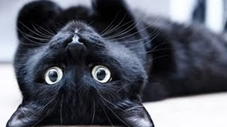 Народні прикмети і забобони: звідки вони пішли та чому ми досі віримо в них