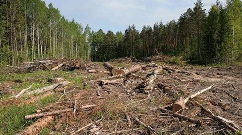 Екоцид у Голопристанській громаді: російські окупанти вирубують ліси для будівництва укріплень