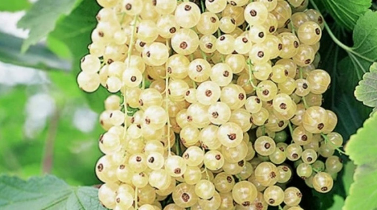 Посадка смородини - терміни і догляд за кущами