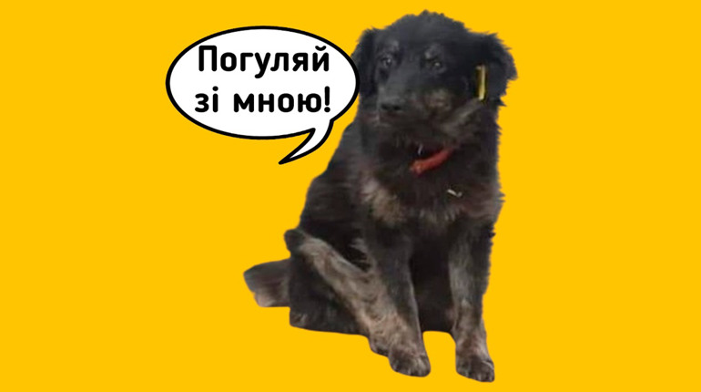Маєш час — вигуляй песика на перетримці: як допомогти гадяцьким зооволонтерам