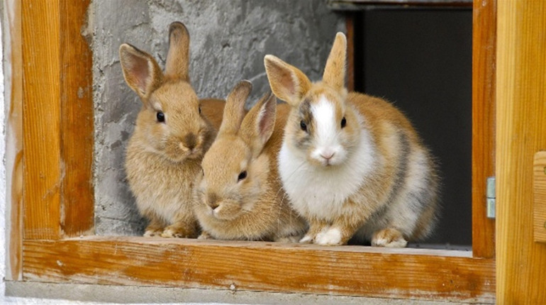 Черкащина кримінальна: як злочинець трьох кролів на горілку міняв