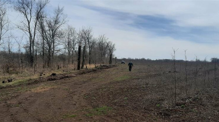 У ентомологічному заказнику в Запорізькому районі виявили майже 150 підпиляних дерев