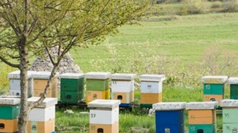 В Україні змінили правила перевезення пасік