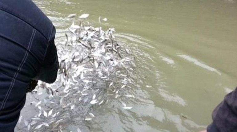Виловлюють, але не розводять. Полтавщина на порозі кризи зариблення через промислових риболовів