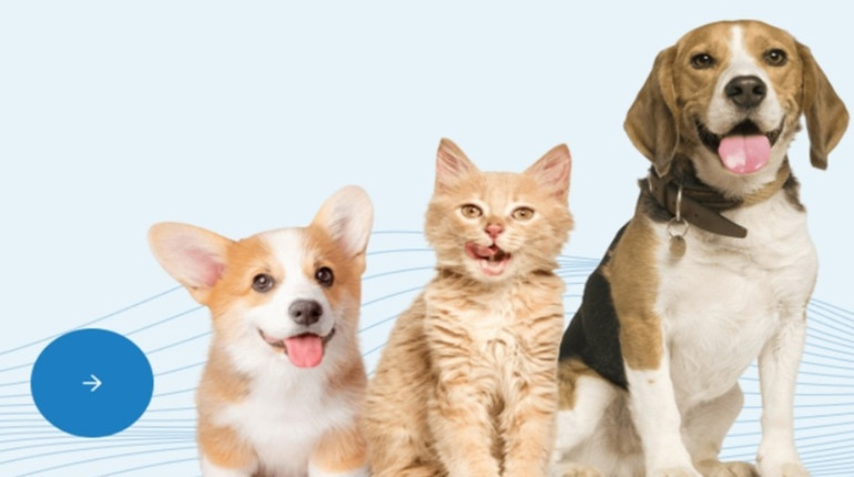 Топ кормів для котів від puhnasti.com.ua