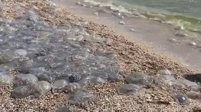 Пік зростання кількості медуз в Азовському морі біля берегів Генічеська позпочався раніше