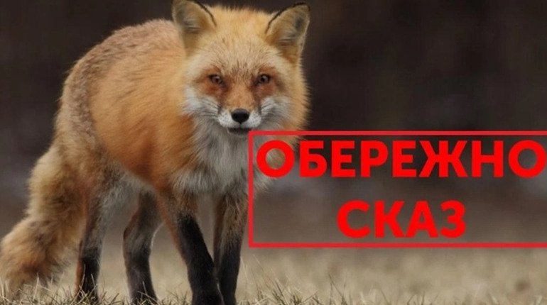 У селі Ушня, що на Менщині, виявили сказ у лисиці: діти, які контактували, під наглядом лікарів