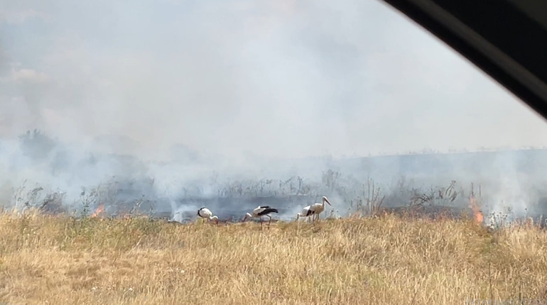 Вогонь знищив велику територію угідь, де мешкали лелеки: відео