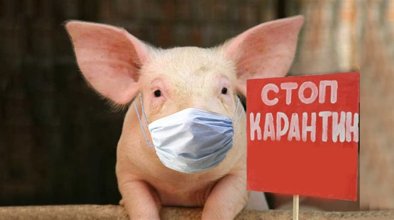 «Дохлих свиней викинули в лісосмузі»: у Дем’янцях виявили чуму, справа підприємця вже у прокуратурі