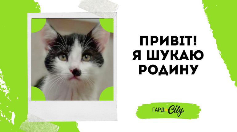 Гарне і розумне котеня шукає родину