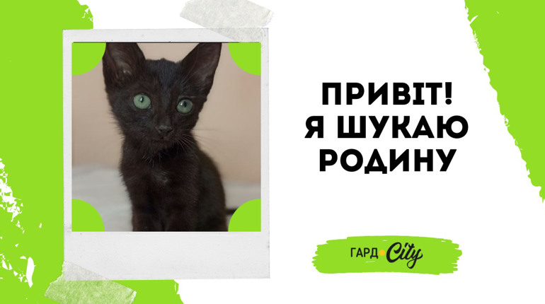 Знайшли залишене на вулиці котеня, тепер йому потрібен дім. Оновлення: вже вдома!