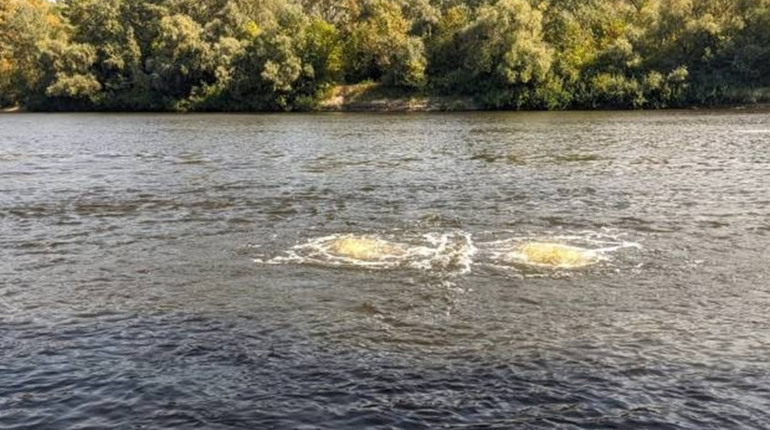 На міському пляжі Чернігова зафіксовано масовий замор риби. Ситуація з забрудненням Десни