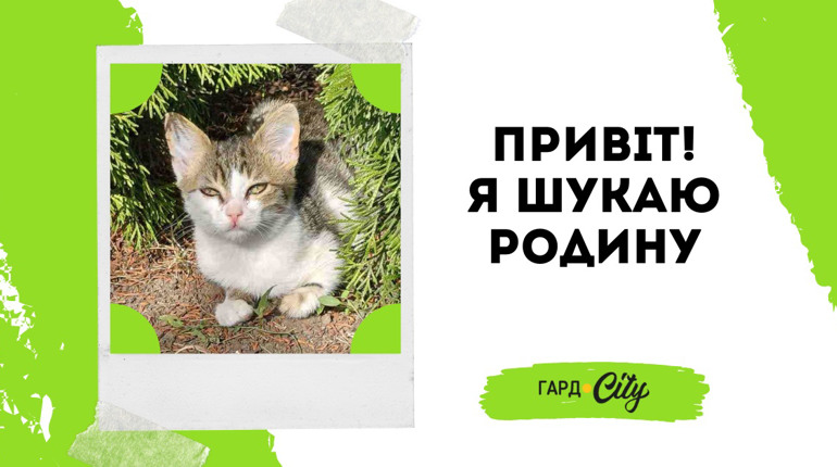 Кошеня-хлопчик шукає дім