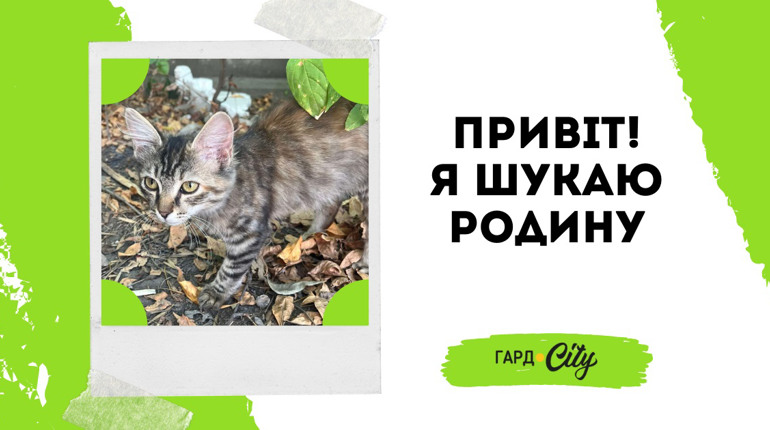 Кішка Марта шукає друга