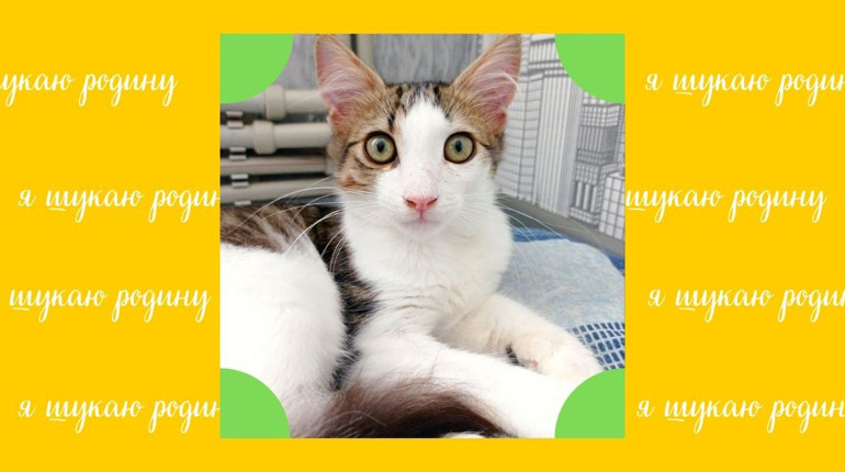 Гарний котик чекає на родину: кумедний, розумний, вихований