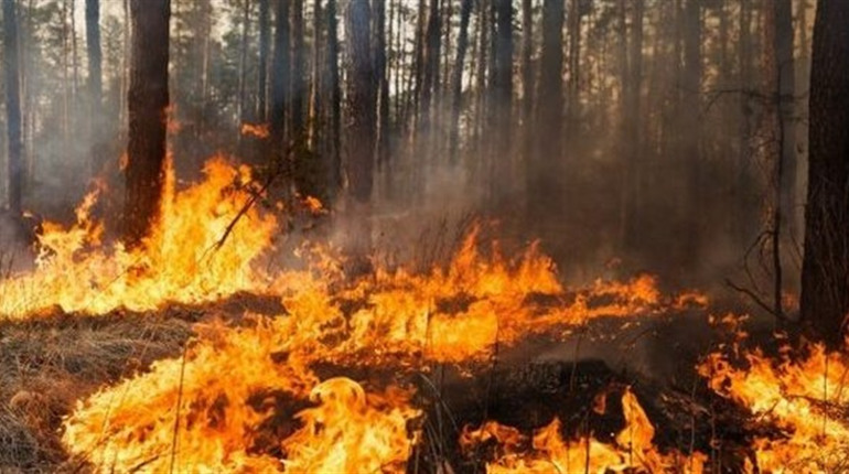 У Вельбівці горів ліс, у Розбишівці — суха рослинність