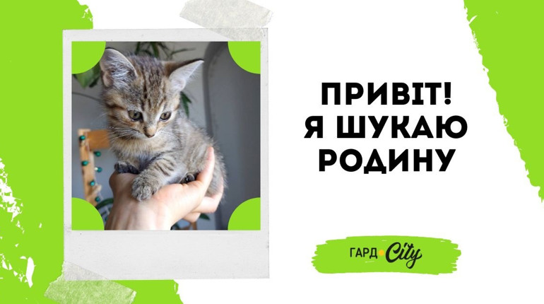 Двоє котенят шукають добру родину: гарний котик і красуня киця