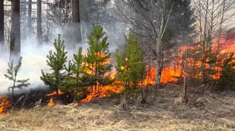 На Полтавщині оголосили надзвичайний рівень пожежної небезпеки