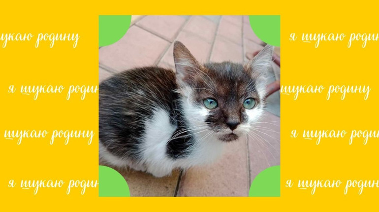 Гарний котик із незвичайним забарвленням чекає на свою людину