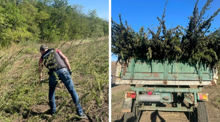 Як десять футбольних полів: ділянку такого розміру з коноплею виявили на Одещині. Триває слідство