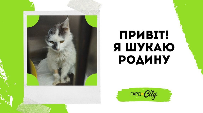 Киця шукає гарну родину