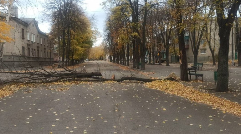Буревій у Лозовій повалив дерева та зламав гілки. Комунальники усувають наслідки негоди