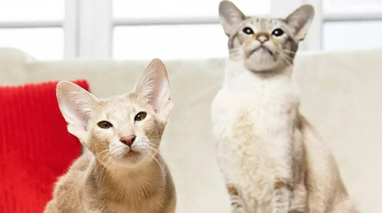 Як вибрати ім'я для кота?