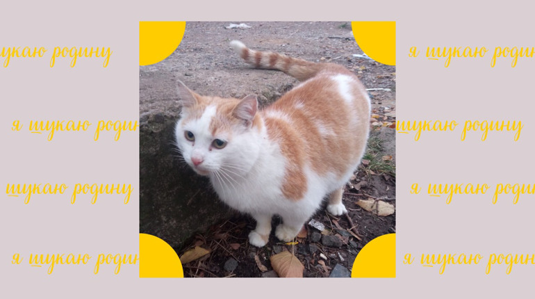 Чемний хлопчик шукає дім