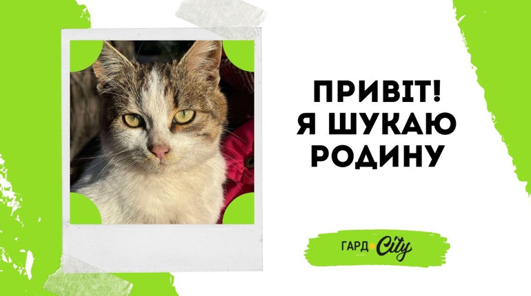 Подаруйте теплий дім гарному котикові, який дуже чекає на свою людину. Оновлено