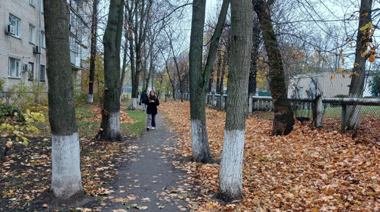 Зрізати, кронувати, не чіпати? На Коротченка у Первомайську сусіди не миряться через дерева