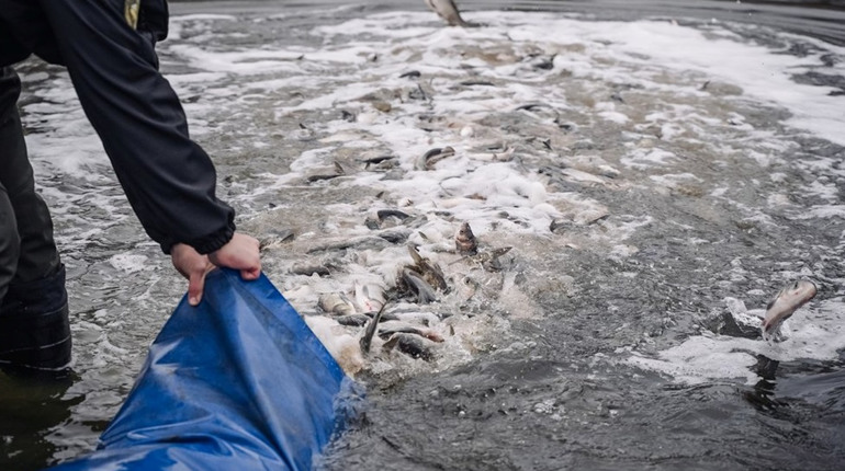 7 тонн товстолоба випустили у водойми Полтавщини за обласною програмою