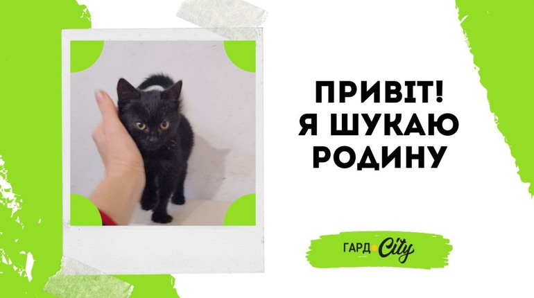 Чорненька красуня шукає родину: вже знайшла!