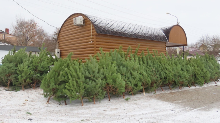 Ялинковий базар зазеленів на Благовіщенській