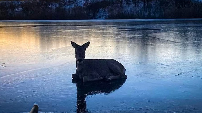 На Лозівщині дика козуля провалилася на крихкому льоду в крижану воду
