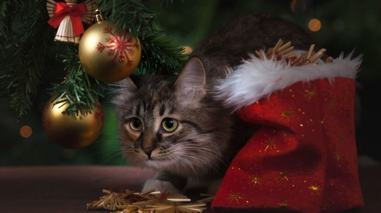 2 січня: Котячий новий рік, свята, події, іменини Василя та Уляни