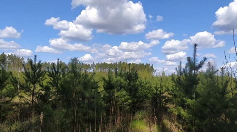 На Полтавщині ліквідували лісгоспи, а Гадяцька філія стала надлісництвом