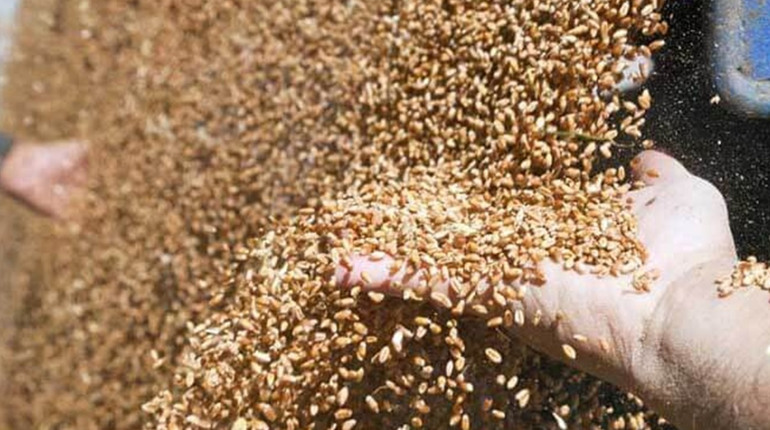 Окупанти викрали 530 тисяч т сільгосппродукції на окупованому Запоріжжі